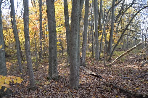 Property photo 1 - 75.3 Acres Offered in 2 Tracts